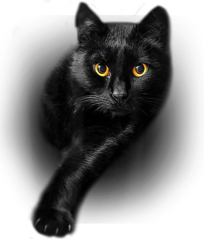 Black cats