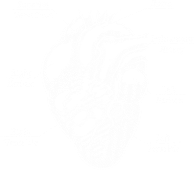 Cardiology Cardiologist Heart Anatomy Distressed Gift T-Shirt