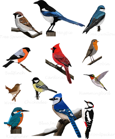 Garden Birds Cardinal Blue Jay Hummingbird Robin Wren Finch Pom Pom 12in Knit Beanie