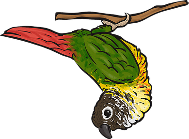 Green Cheek Conure Parrot Bird Conure Doggie Tank
