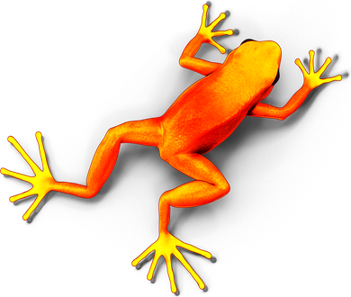 Little Orange Frog T-Shirt