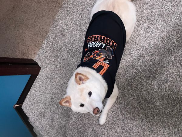T-Shirt Palace Review