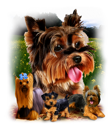 Yorkie Family Of Dogs Portrait Women's T-Shirt