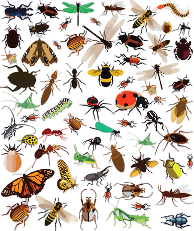 Cool Lots Of Bugs Funny Insect Lover Entomologist Button