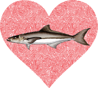 Cobia Valentines Day Fish Love Fingerprint Gift Toddler Hoodie