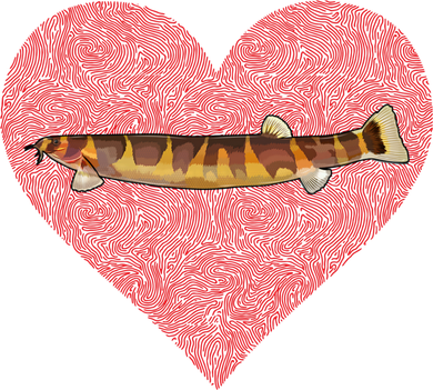 Kuhli Loach Valentines Day Fish Love Fingerprint Cool Gift Toddler T-Shirt