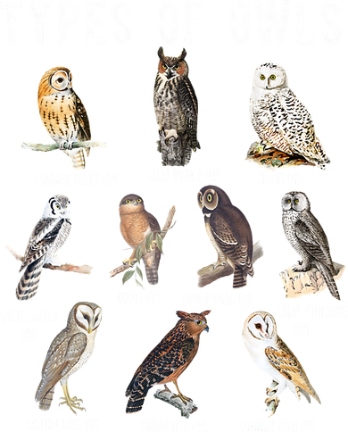 Owl Lover Types Of Owls Owls Of World Owl Coaster