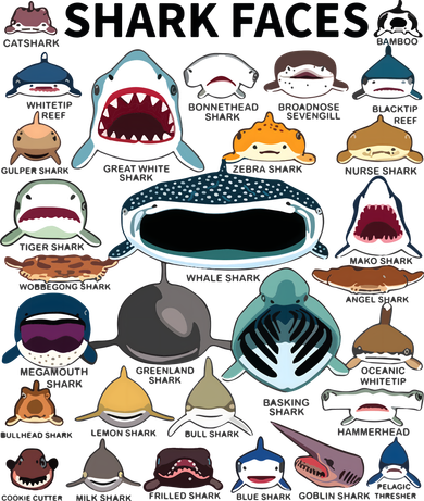 Shark Faces Type Of Shark Shark Faces Of All Kinds Doddie Hoodie