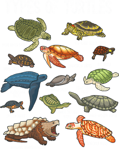 Turtle Lover Reptile Pet Turtle Types Of Turtles Women's T-Shirt