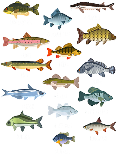 Types Of Freshwater Fish Species Fishing Toddler Hoodie