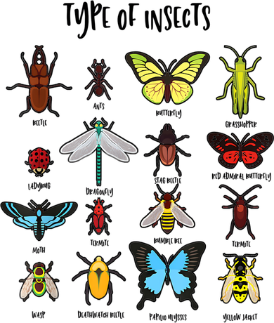 Types Of Insect Collector Bugs Entomology Bugs Beetle Biology Bug Hoodie