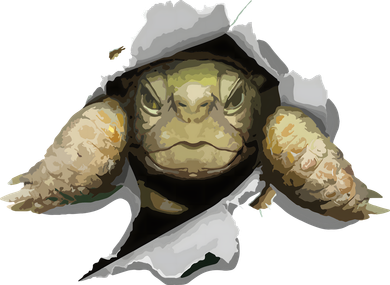 Tortoise Owner Turtle Tortoise Love Funny Tortoise Coaster