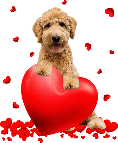 Valentines Day Golden Doodle Heart Dog Lovers Women's T-Shirt