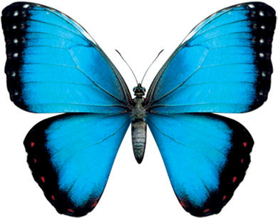 Morpho Butterfly Close Up 3D Coaster