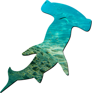 Hammerhead Shark Lovers Silhouette Earth Day And Ocean Week Gift Women's T-Shirt