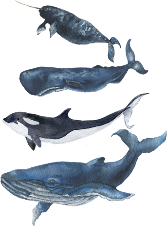 Whales Species Watercolor Whales Cool Gift Tumbler
