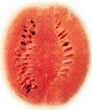 Giant Watermelon Hat