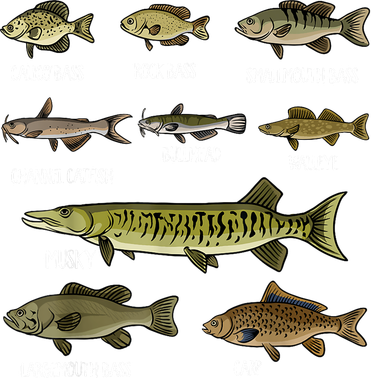 Fishing Rod Funny Types Of Freshwater Fish Sorts Species Fishing Gift Toddler Hoodie
