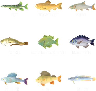 Funny Fishing Cute Types Of Freshwater Fish Species Gifts Toddler Hoodie