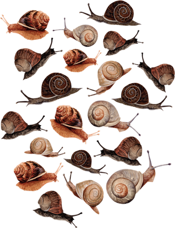A Slew Of Snails Golf Towel