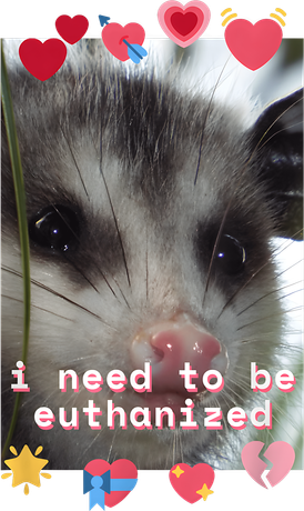 I Need To Be Euthanized Funny Opossum Dark Humor Meme Mental Coaster