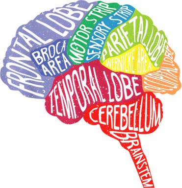 Brain Frontal Lobe Temporal Lobe Cerebellum Brainstem Funny Gift Baby Bodysuit
