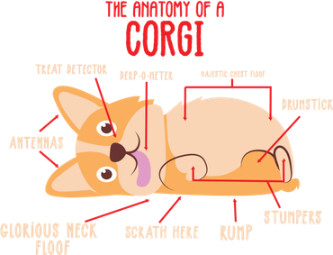 Corgi: Anatomy Of A Corgi Funny Dog Owner Gift Toddler Hoodie