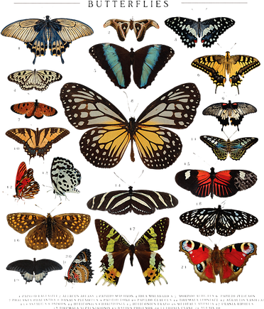 Butterfly Collection Just A Girl Who Loves Butterflies Beanie