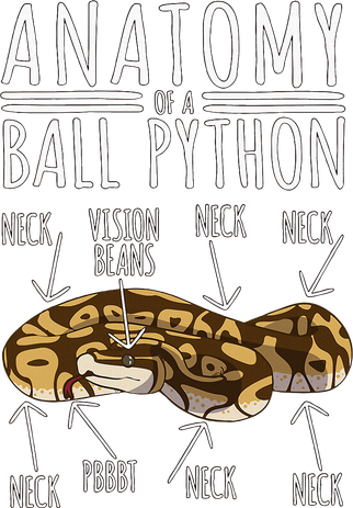Python Snake Owner Anatomy Of A Ball Python Hat
