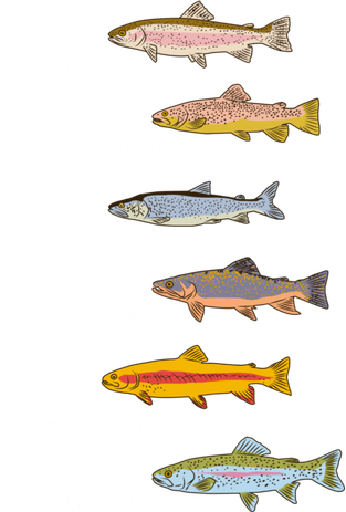 Funny Types Of Trout Fish Species Fishing Angling Women's Hoodie
