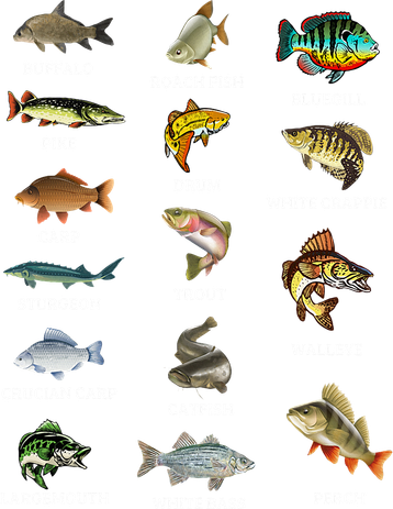 Types Of Freshwater Fish Species Fishing Fisherman Anglers Toddler Hoodie