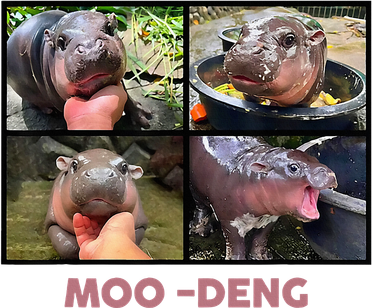 The Famous Baby Pigmy Hippo Moodeng Women's Dry Zone Grid Polo
