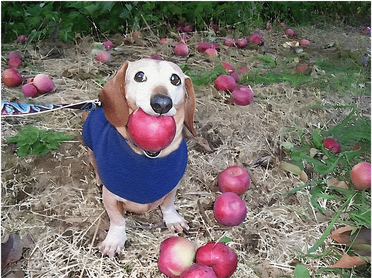 Apple Dog Meme Funny Dog With Apple In Mouth Funny Brainrot Women's Sweatshirt