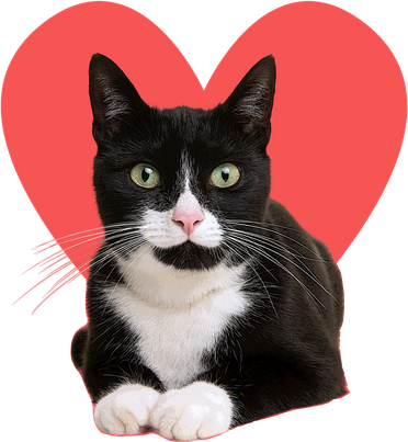 Cute Valentines Day Tuxedo Cat Lover Women's T-Shirt