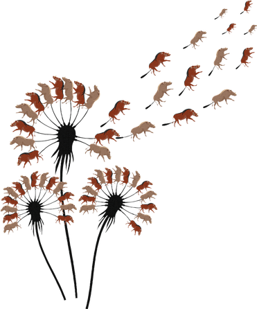 Dandelion Warthogs For Warthog Lover Warthog Coaster