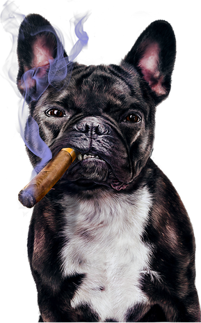 , Gangster French Bull Dog Smoking Cigar, Bad Dog Women's Hoodie