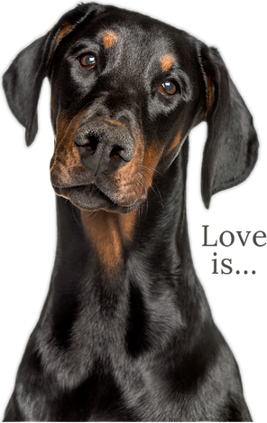 Doberman Doberman Pinscher Dog Mom Dad Love Pet Puppy Women's Hoodie