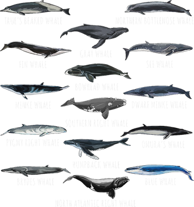 Different Whale Species Biology Types Of Whales Toddler T-Shirt