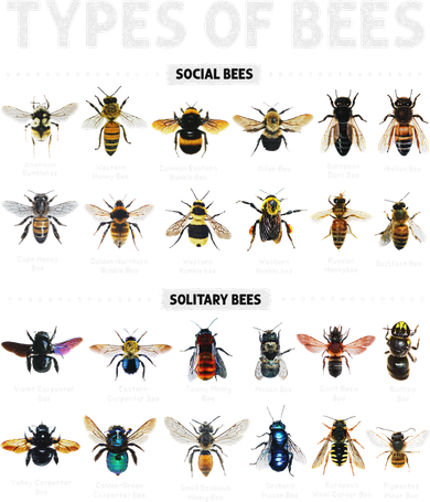 Educational Types Of Bees Chart For Bee Lovers 11oz C Handle Ceramic Mug