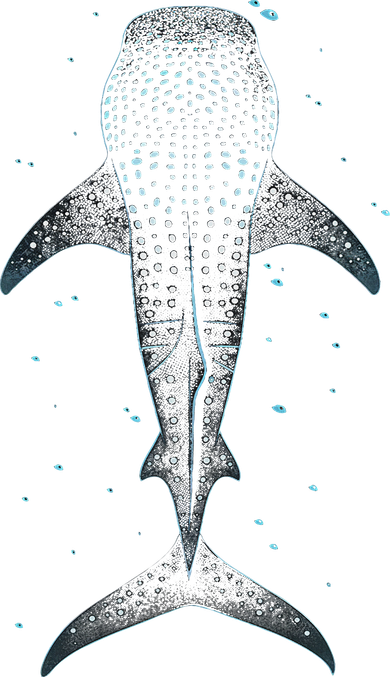 Whale Shark Toddler T-Shirt