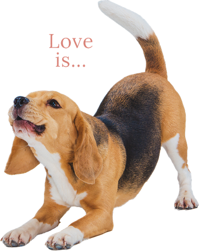 Beagle Beagles Love Is Dog Mom Dad Puppy Pet Cute Toddler Long Sleeve