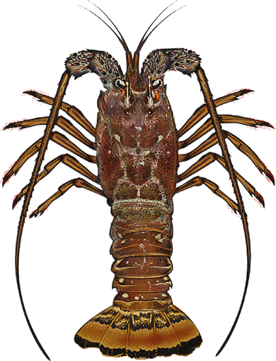Caribbean Spiny Lobster Bahamas Shellfish Seafood Toddler Long Sleeve