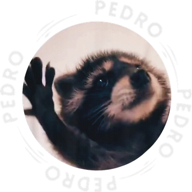 Pedro Dancing Raccoon Pedro Pedro Dancing Raccoon Meme Beanie