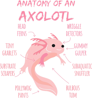 Anatomy Of An Axolotl Mexican Salamander Gift Santa Hat