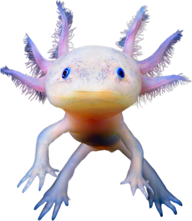 Axolotl Mexican Walking Fish Cute Amphibian Axolotl Toddler Long Sleeve