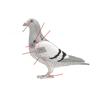 If It Flies It Spies Pigeon Anatomy Bird Funny Toddler Long Sleeve