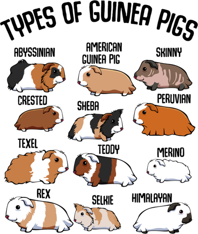 Types Of Guinea Pigs Household Pet Animal Rodent Fluffy Cute Great Gift Women's Hoodie