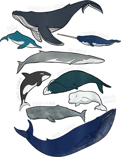 9 Types Of Whales Shirt Whale Breeds Species Whale Doggie Tank