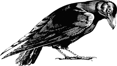 Antique Crow or Raven Women's T-Shirt