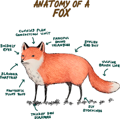 Anatomy Of A Fox Funny Cute Coaster